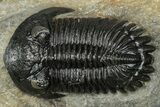 Morocconites Trilobite With Hollardops - Ofaten, Morocco #352632-2